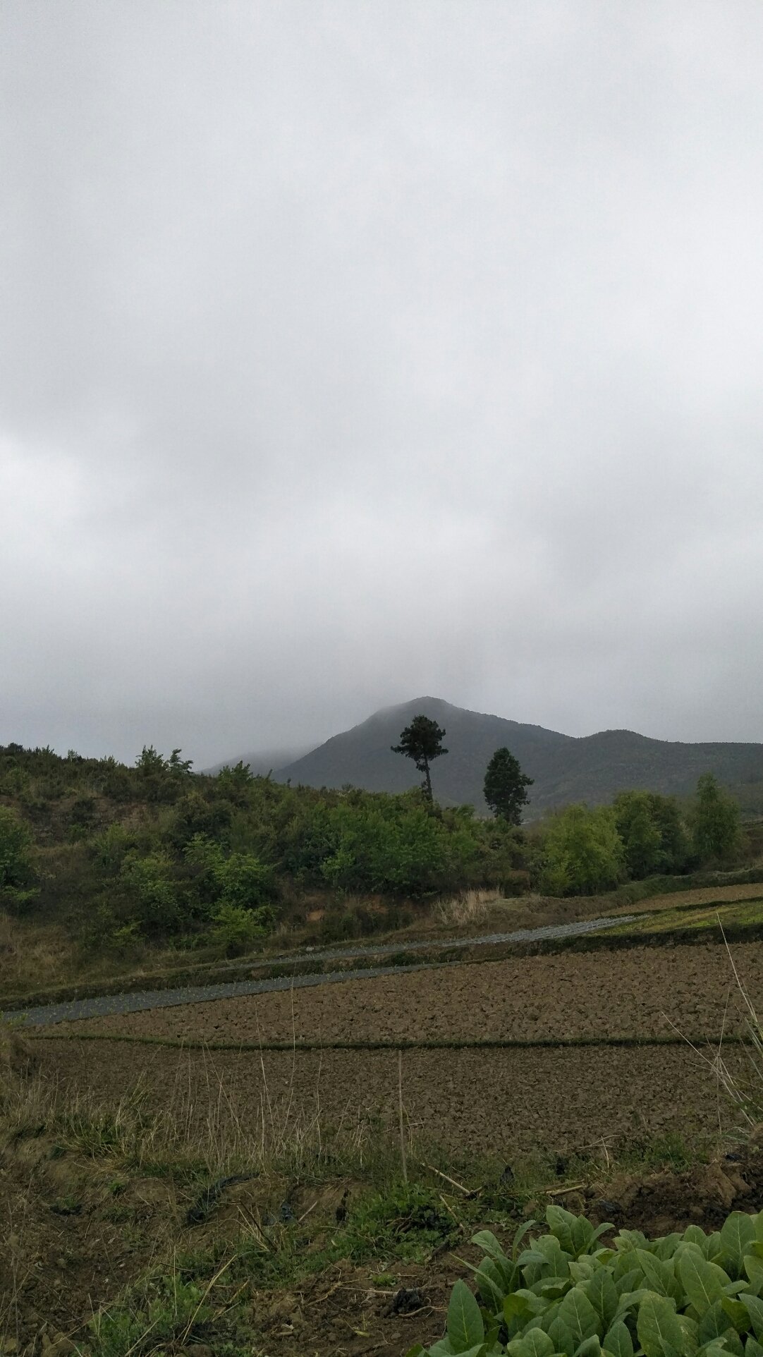 田铺乡天气预报更新通知